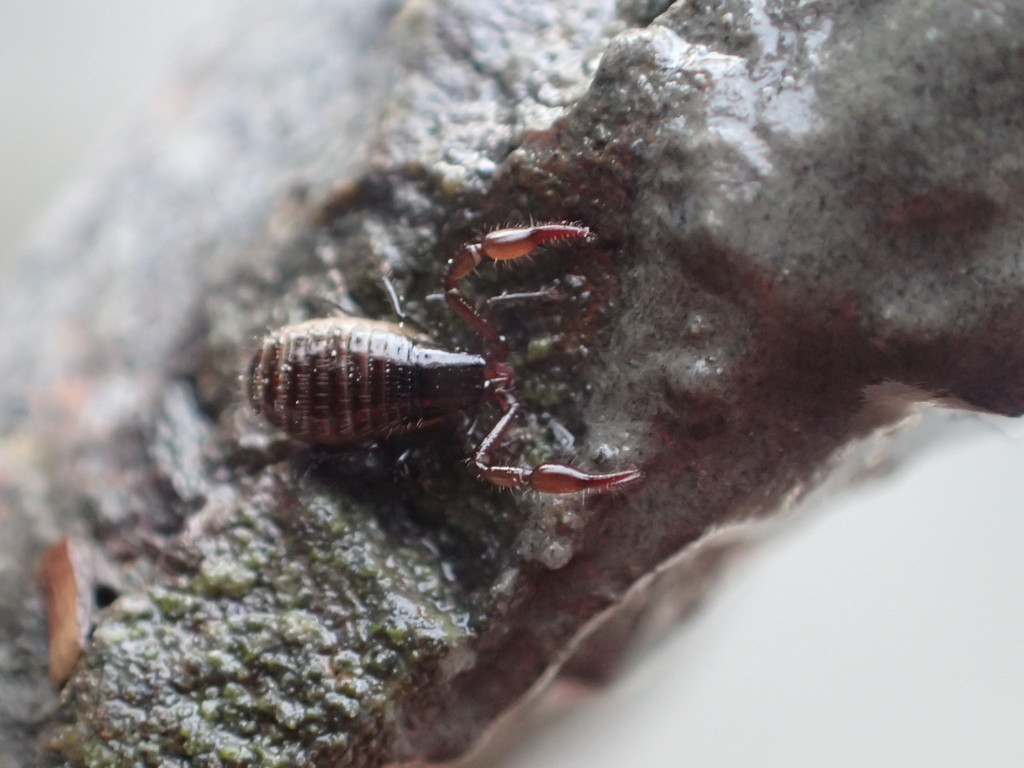 intertidal pseudoscorpion