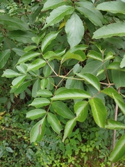 Lagium atroviolaceum