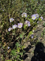 Phacelia grandiflora