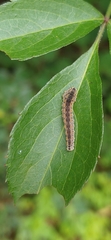Lagium atroviolaceum