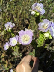 Phacelia grandiflora