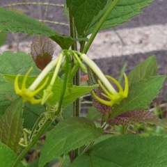 Rytidostylis gracilis