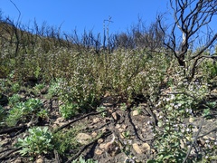 Phacelia grandiflora