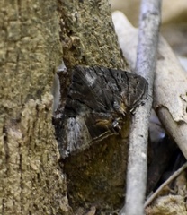 Eulepidotis merricki