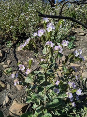Phacelia grandiflora