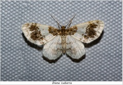 Hydrelia condensata