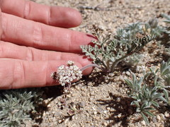 Lomatium nevadense nevadense