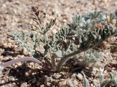 Lomatium nevadense nevadense
