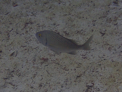 Haemulon scudderii