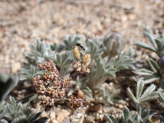 Lomatium nevadense nevadense