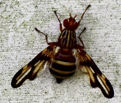 Idana marginata