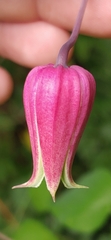 Clematis glaucophylla