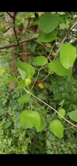 Clematis glaucophylla