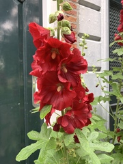 Alcea rosea