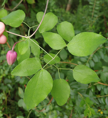 Clematis glaucophylla