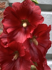 Alcea rosea