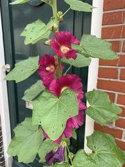 Alcea rosea