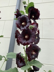 Alcea rosea