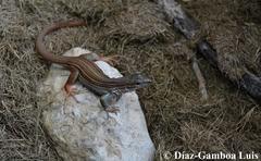 Aspidoscelis angusticeps angusticeps