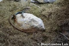 Aspidoscelis angusticeps angusticeps