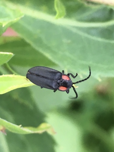 Dark Firefly photo 5