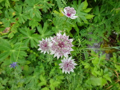 Astrantia