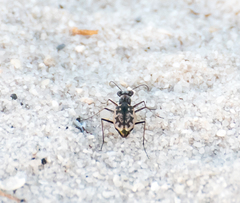 Ellipsoptera marginata