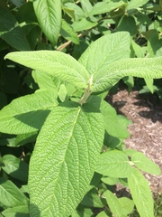 Viburnum rhytidophyllum