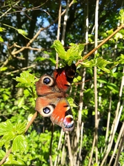 Aglais io