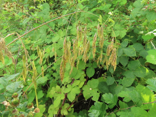 Bromus secalinus iNat (3)