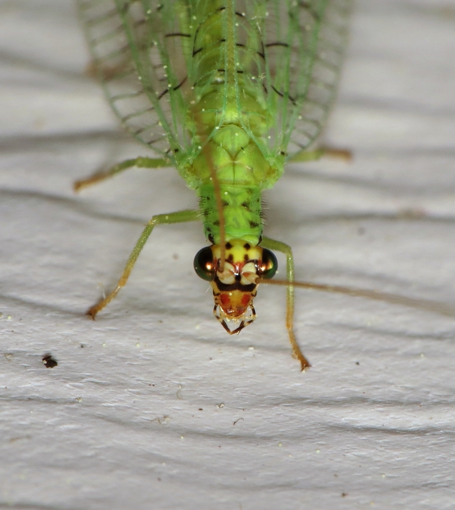 Golden-eyed Lacewing