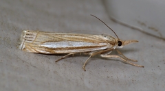 Crambus laqueatellus