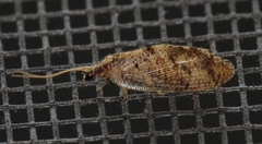 Hemerobius humulinus