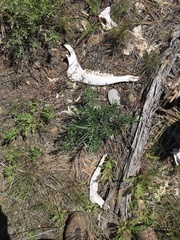 Cervus canadensis canadensis