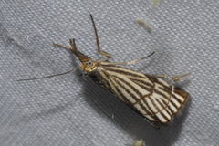 Chrysocramboides craterella