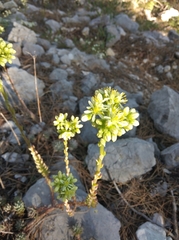 Petrosedum sediforme