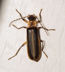 Podabrus basillaris