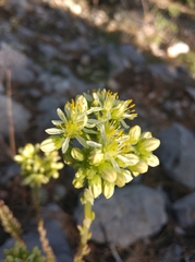 Petrosedum sediforme