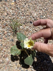 Proboscidea louisianica