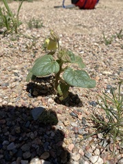 Proboscidea louisianica