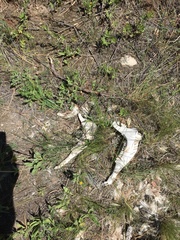 Cervus canadensis canadensis