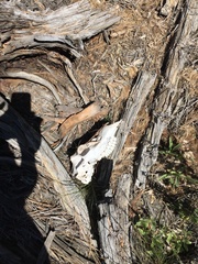 Cervus canadensis canadensis