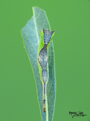 Furcula modesta