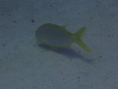 Mulloidichthys dentatus