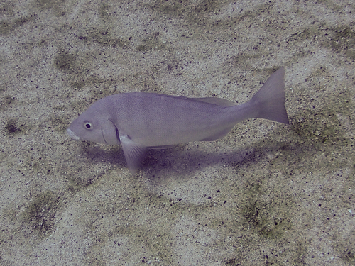 Lutjanus novemfasciatus