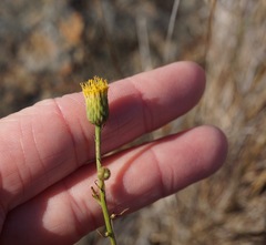 Erigeron reductus angustatus