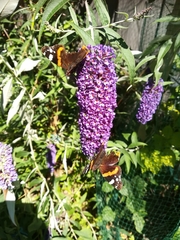 Vanessa atalanta