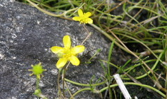 Ranunculus reptans