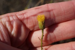 Erigeron reductus angustatus