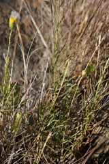 Erigeron reductus angustatus